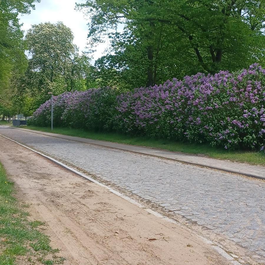 Zimmer Und Apartment Rosi Krakow am See Eksteriør billede